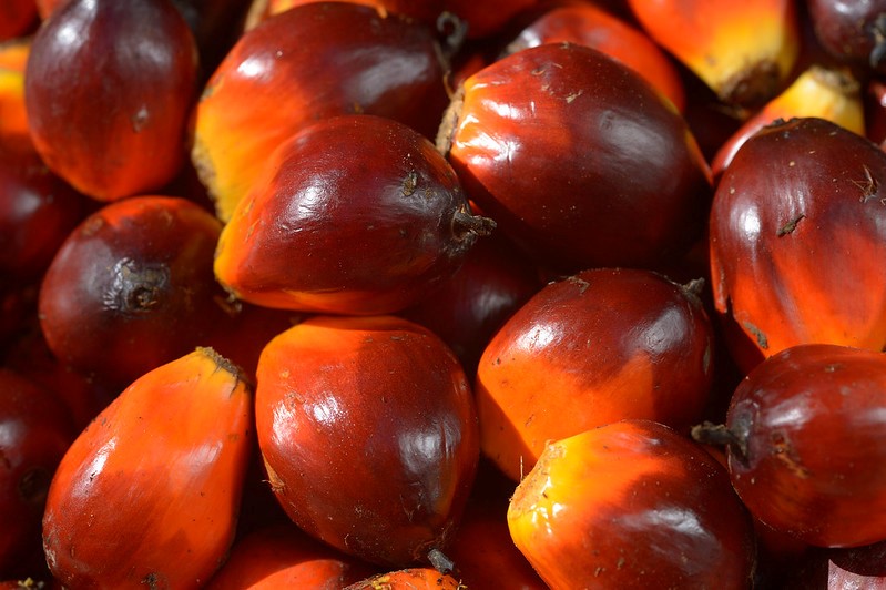 ¿Qué es el aceite de palma?